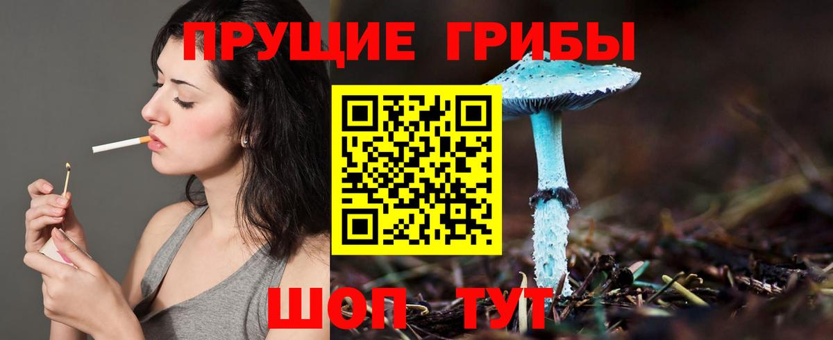 Псилоцибиновые грибы Psilocybe  Березники 